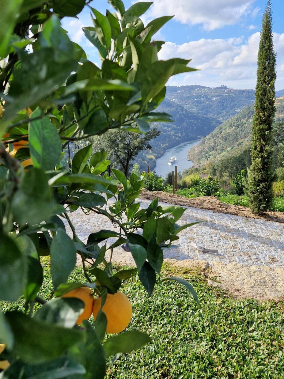 Javardo - Family House - Douro Penha Longa エクステリア 写真